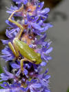 Green Treefrog image